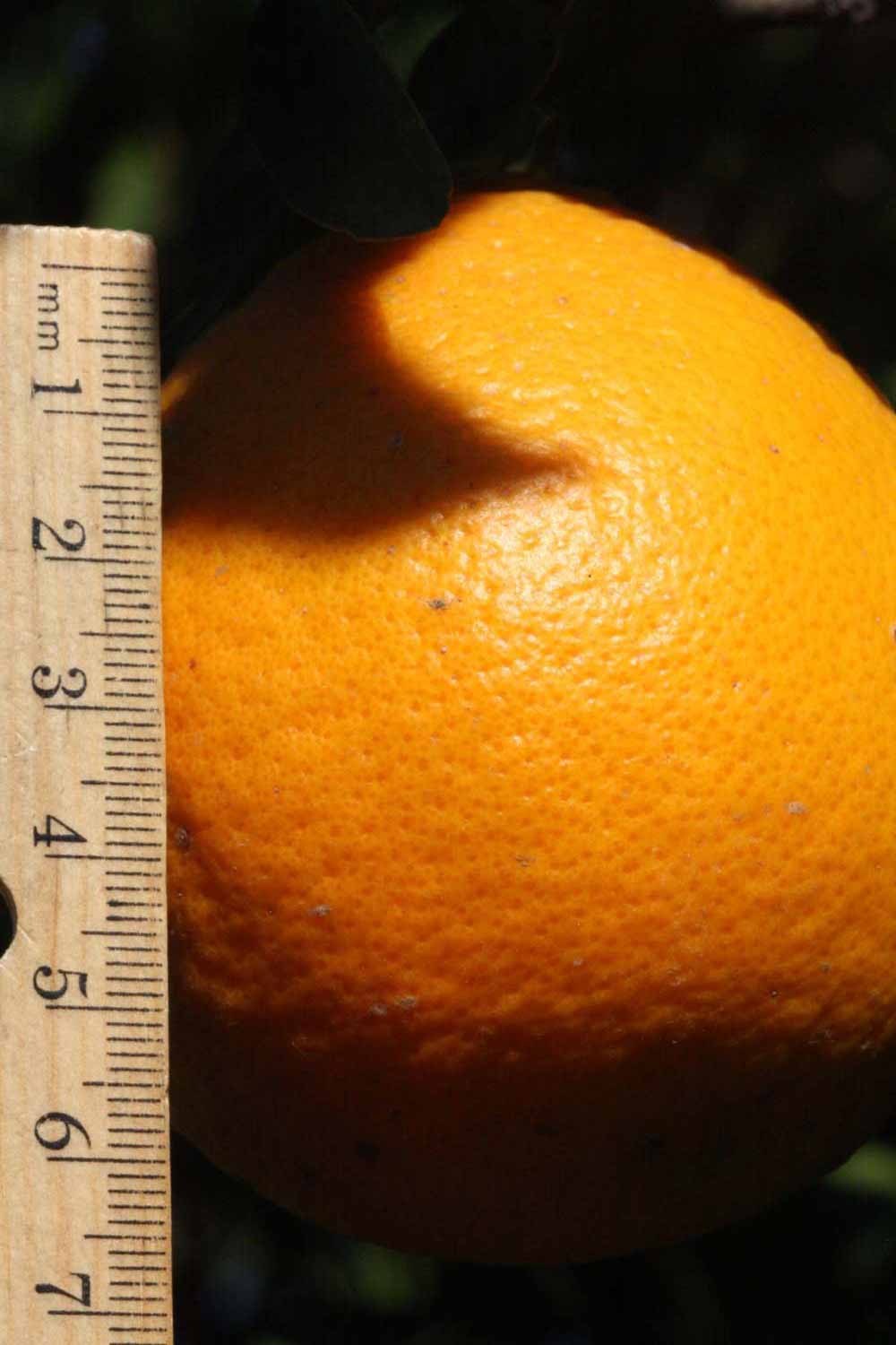            Fruit (Riverside, CA)   